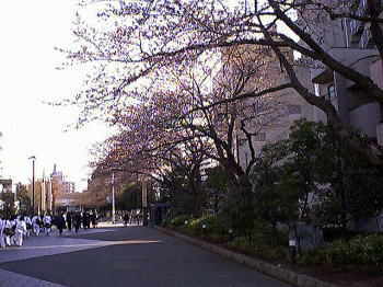 武道館前の歩道