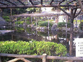 園内の池と藤棚