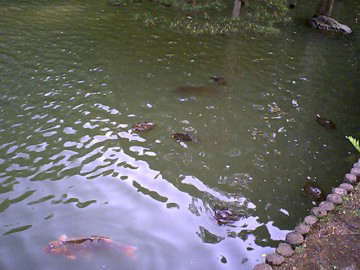池の鯉と亀