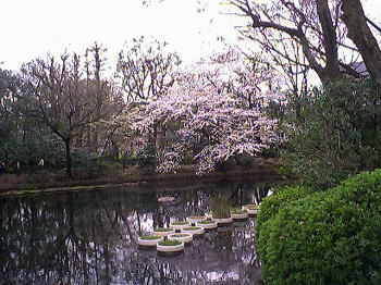 園内の池とソメイヨシノ