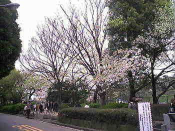 桜並木（１）