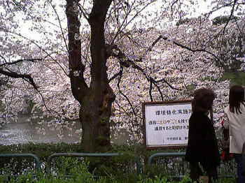 桜と千鳥ヶ淵