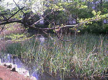 下池に生える葦