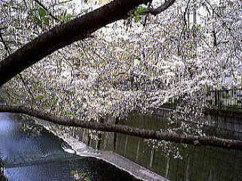 桜開花時期の目黒川（２）