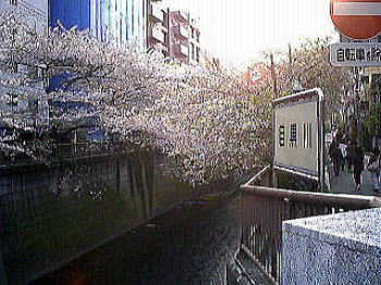 桜開花時期の目黒川（１）