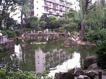 公園の釣り池