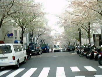 以前「渋谷」に掲載した桜並木の坂道