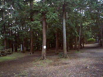 都立和田掘公園の樹林